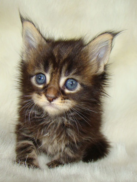     Catsvill County!   !    !       !!!    Catsvill County +7-926-544-74-09     .   ,   ,   ,    ,   ,  ,     ,   -,    ,   !